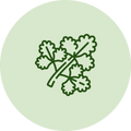 Coriander